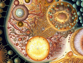 Imaging the dynamic cellular zoo made easier