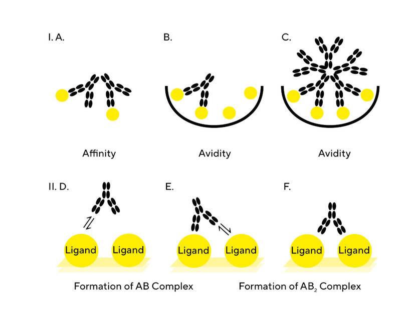 Optimizing Kinetics Assays to Prevent Avidity Effects - Robust experimental design avoids artefacts in the measurement of binding kinetics and affinity