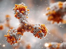 Structural basis of the function of therapeutic antibodies in cancer immunotherapy elucidated