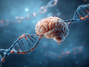 How a gene shapes the architecture of the human brain