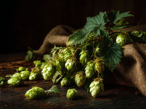 Technology boosts hop production in Brazil and paves the way for new bioproducts
